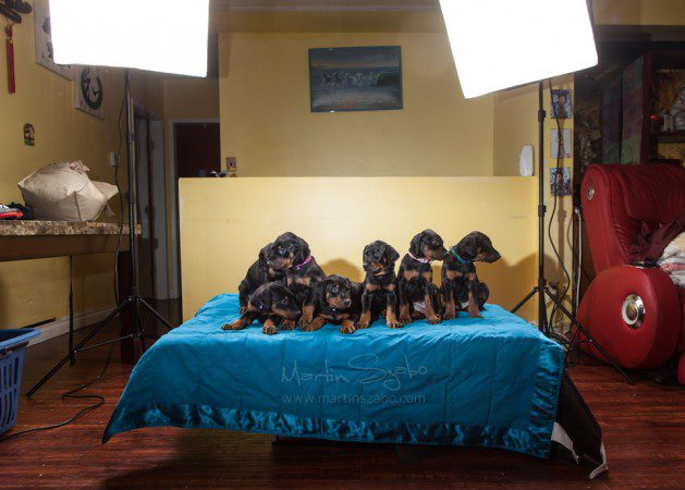 Glamour-pet-photography-Vancouver-behind-the-scenes