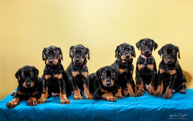 Pet-photographer-Vancouver-and-7-Doberman-puppies