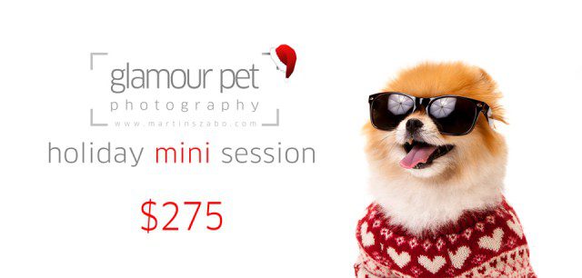 Pet-photography-Vancouver-Holiday-mini-session-2013
